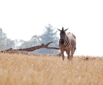 Giraffe standing on field