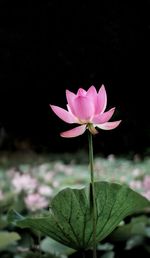 Close-up of pink lotus blooming outdoors