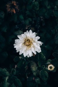 Close-up of white flower