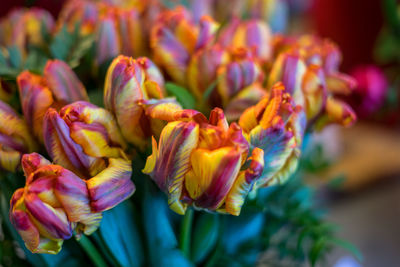 Close-up of purple flowering plant