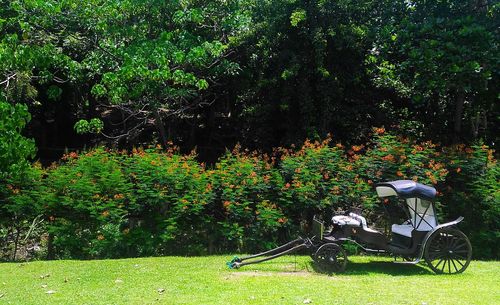 Trees growing in park