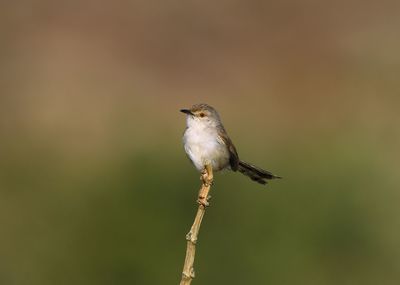 Close-up of bird perching on twig