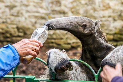 Close-up of human hand holding elephant in zoo