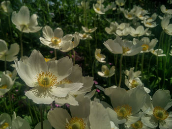 Close-up of white flowers blooming outdoors