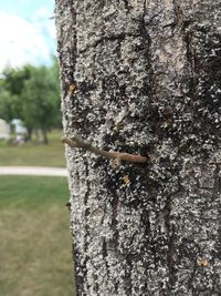 Close-up of lizard on tree trunk