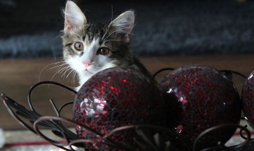 Close-up portrait of cat by christmas decoration