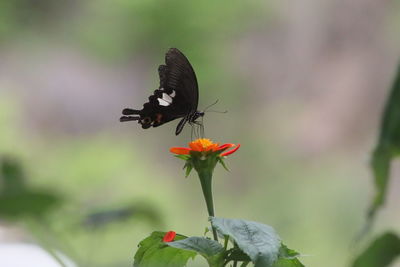 Close-up of butterfly pollinating on flower