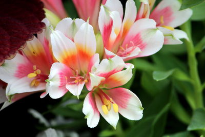 Close-up of pink flowers