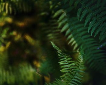 Close-up of fern leaves