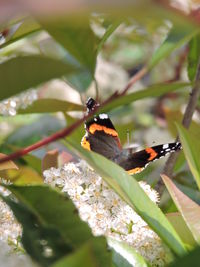 Close-up of butterfly pollinating flower