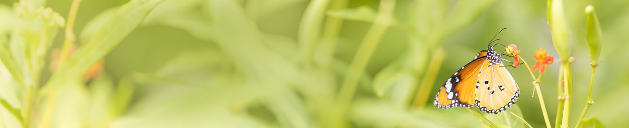 Close-up of butterfly pollinating flower