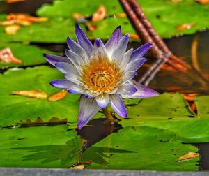 Close-up of purple water lily blooming outdoors