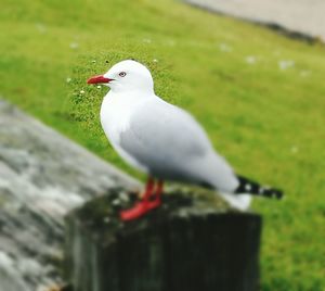 Close-up of seagull