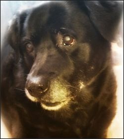 Close-up portrait of a dog