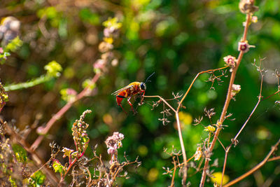 Close-up of insect on plant