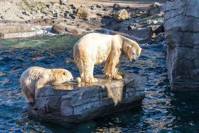 View of sheep in water