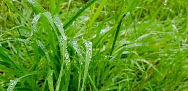 Close-up of wet grass during rainy season