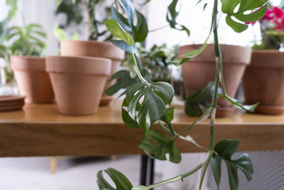  rhaphidophora tetrasperma, mini monstera in a clay terracotta pot. transplanting potted plants