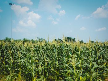 Crops growing on field against sky