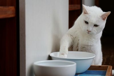 Close-up of cat sitting on table at home