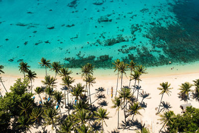 High angle view of plants on beach