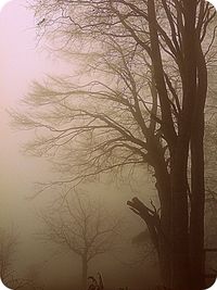 Low angle view of bare tree against sky