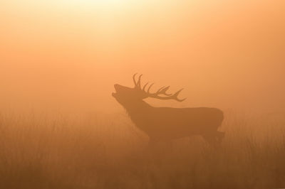 Silhouette of man in warm clothing