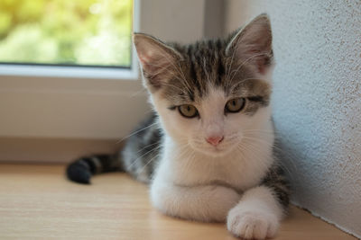 Close-up portrait of a cat