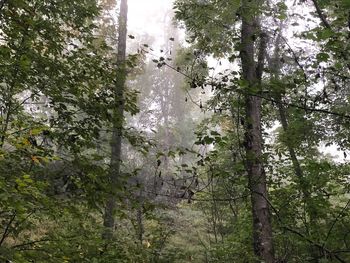 Low angle view of trees in forest