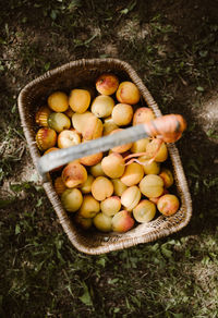 High angle view of fruits in basket