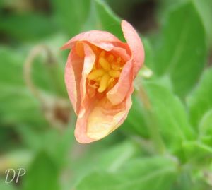 Close-up of flower blooming outdoors