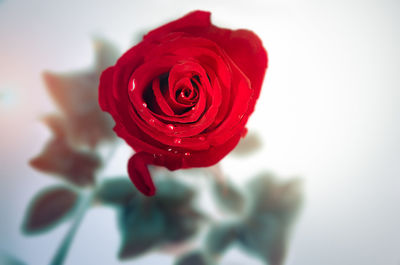 Close-up of red rose against white background