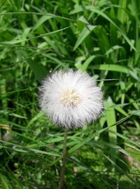 Close-up of dandelion flower on field