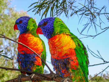 Low angle view of parrot on tree