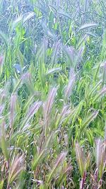 High angle view of plants growing on field