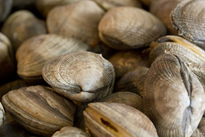 Close-up of clams at market for sale