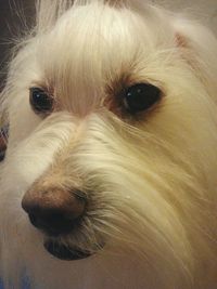 Close-up of a dog
