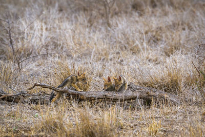 Jackals on land