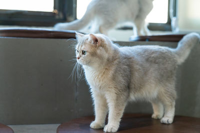 Cat looking away on floor at home