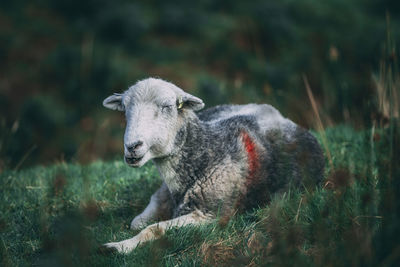 Close-up of sheep on field