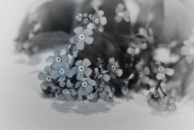 Close-up of flowering plant on table