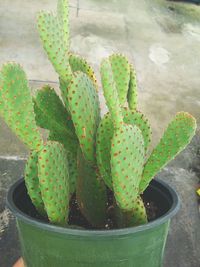 Close-up of succulent plant growing in pot