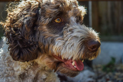 Close-up of dog looking away