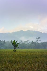 Scenic view of agricultural field against sky