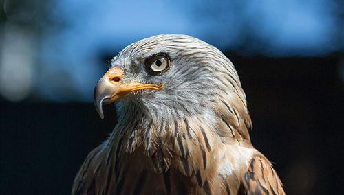 Close-up of eagle