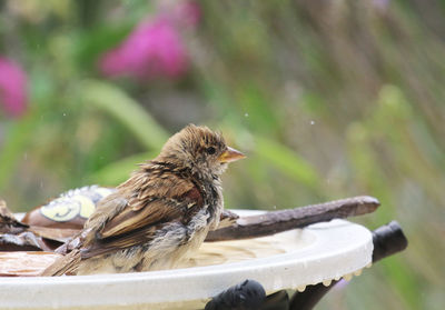 Close-up of the bird taking a bath