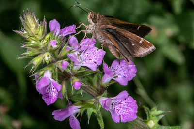 Close-up of butterfly pollinating on purple flower