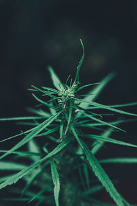 Close-up of a plant