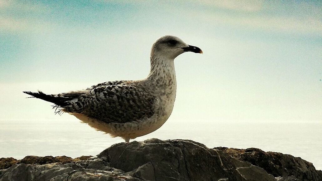 bird, animal themes, one animal, animals in the wild, wildlife, water, sea, rock - object, seagull, nature, focus on foreground, beauty in nature, perching, sky, horizon over water, full length, tranquility, side view, shore, outdoors