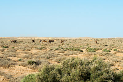 Scenic view of landscape against clear sky